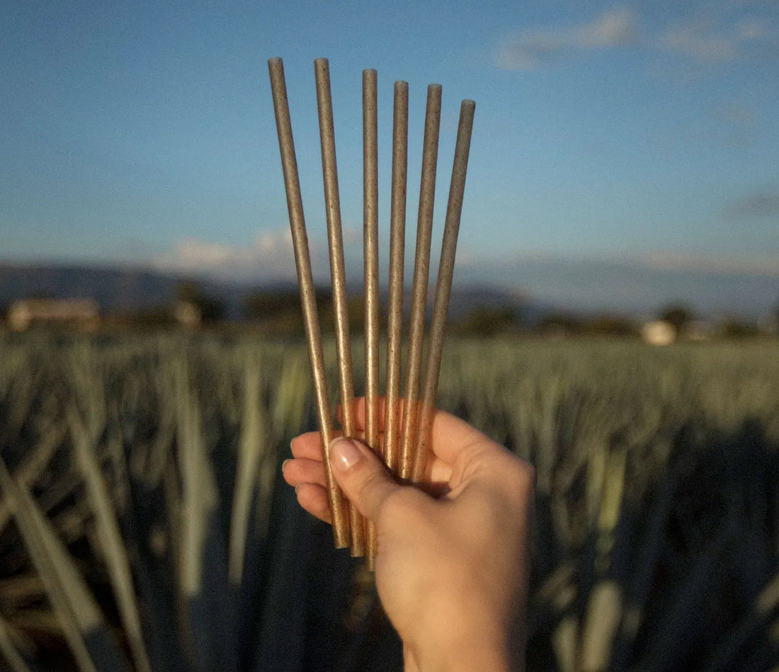 Agave straws, natural agave fibre straws, biodegradable agave straws